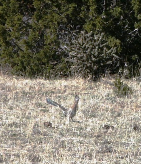 Roadrunner
